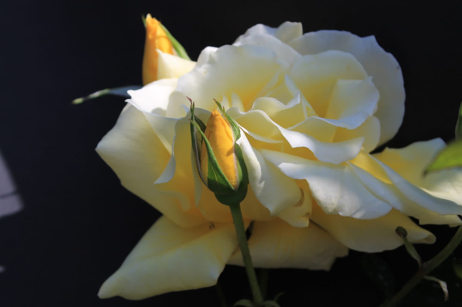 foto-flores