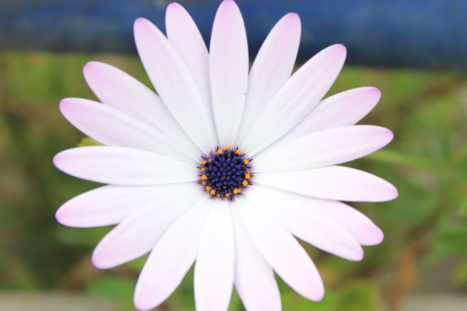 foto-flores