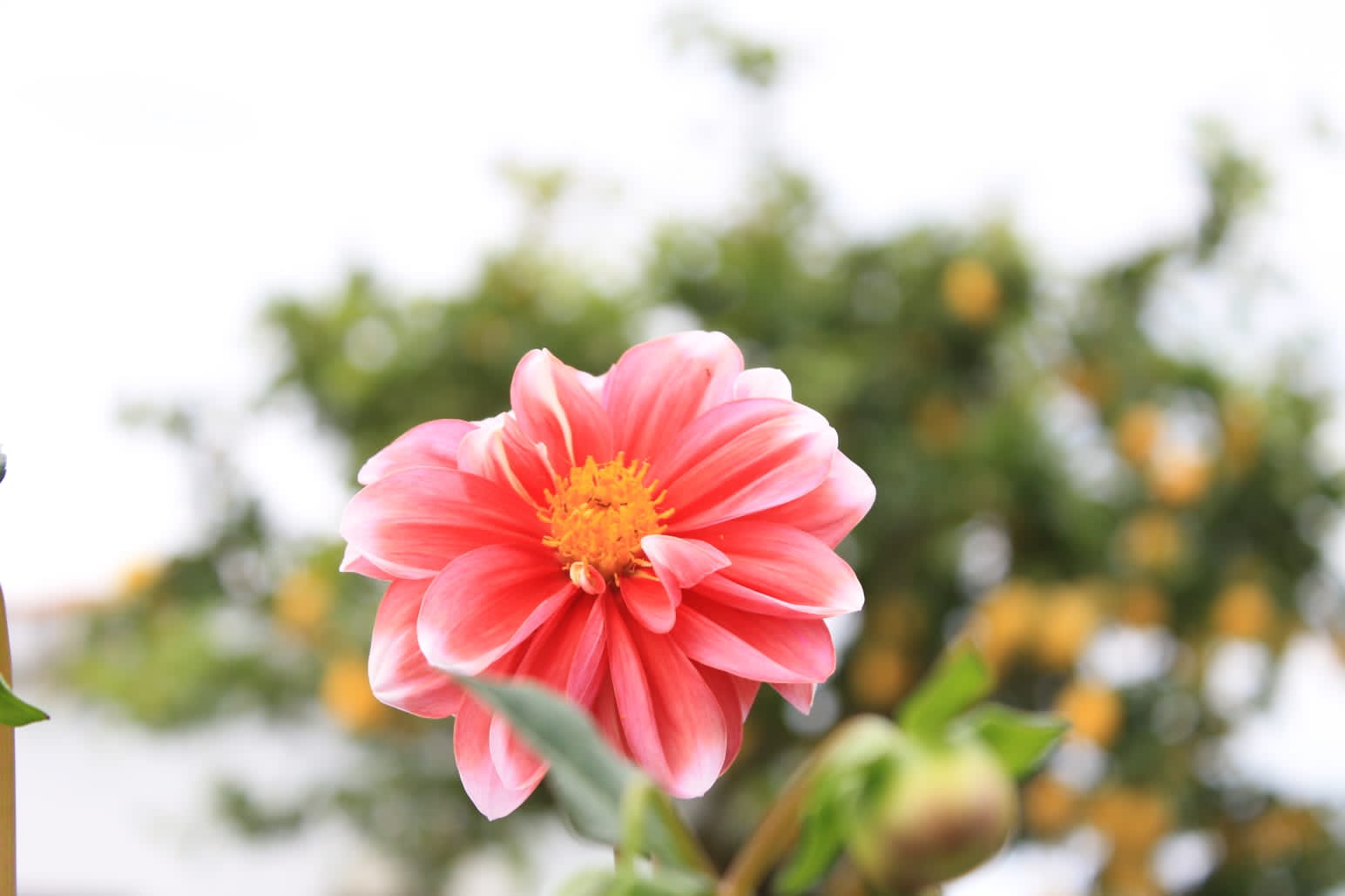 foto-flores