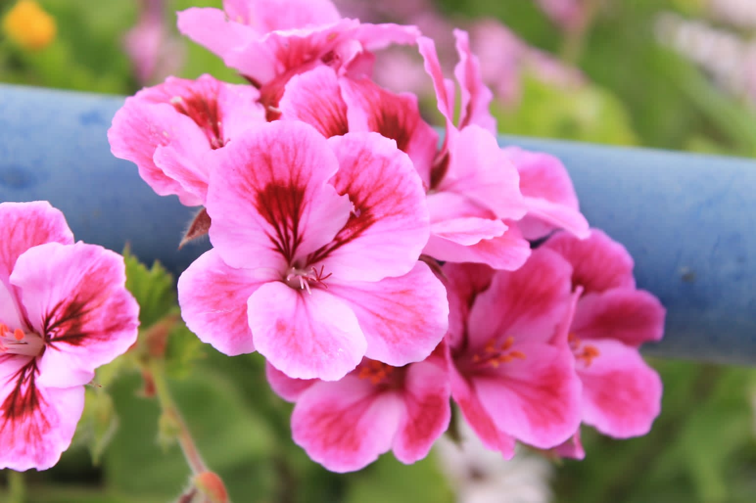 foto-flores