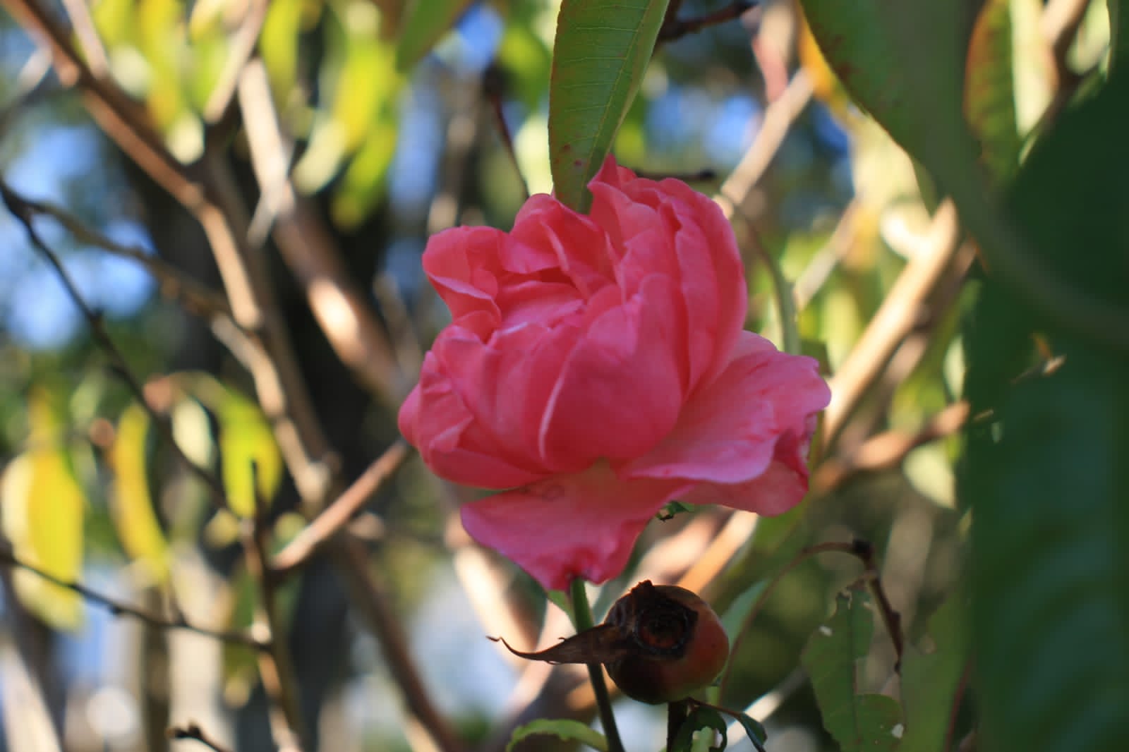 foto-flores