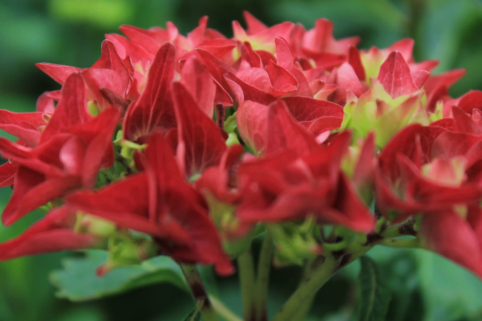 foto-flores