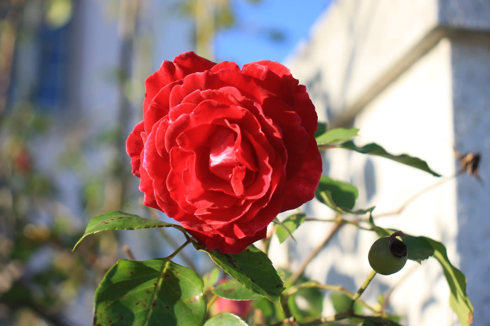 foto-flores