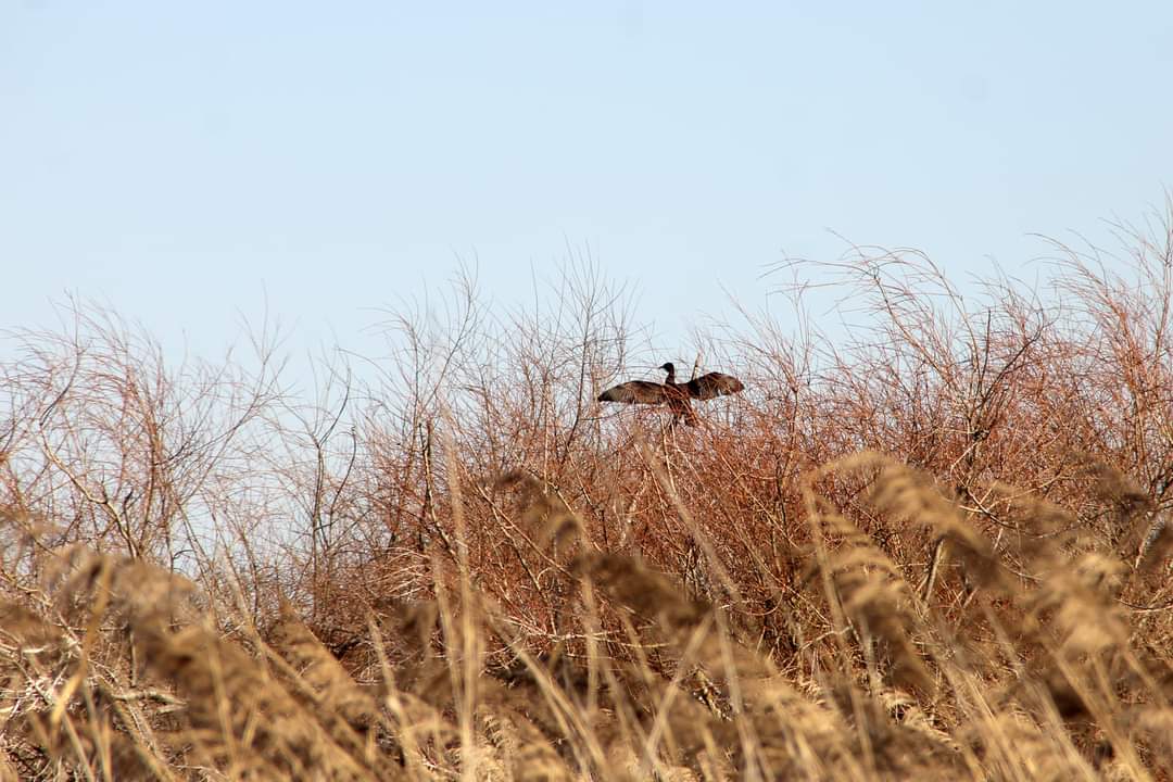 foto-natureza