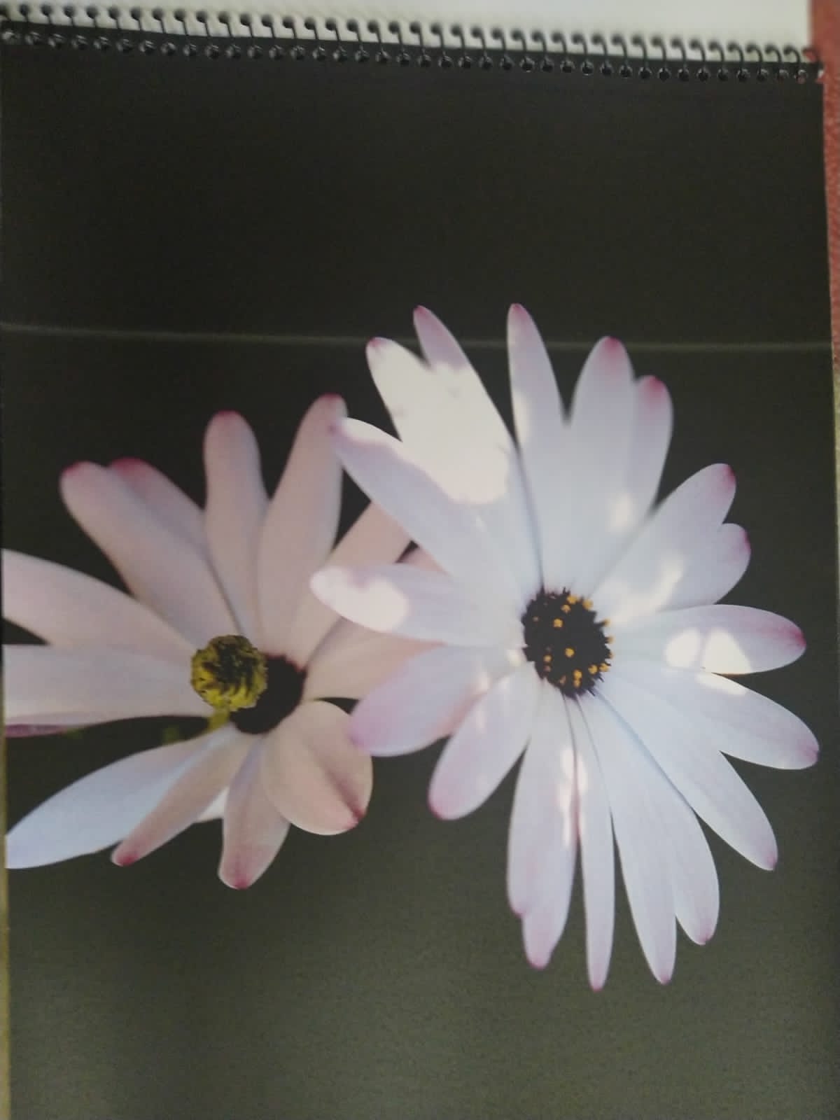 foto-portflores