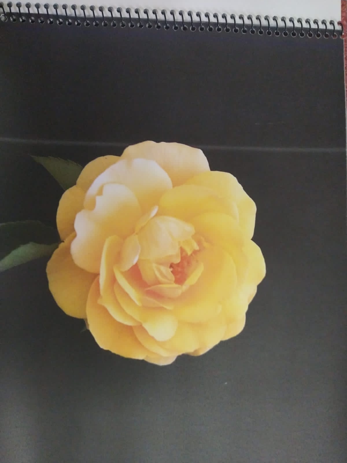 foto-portflores