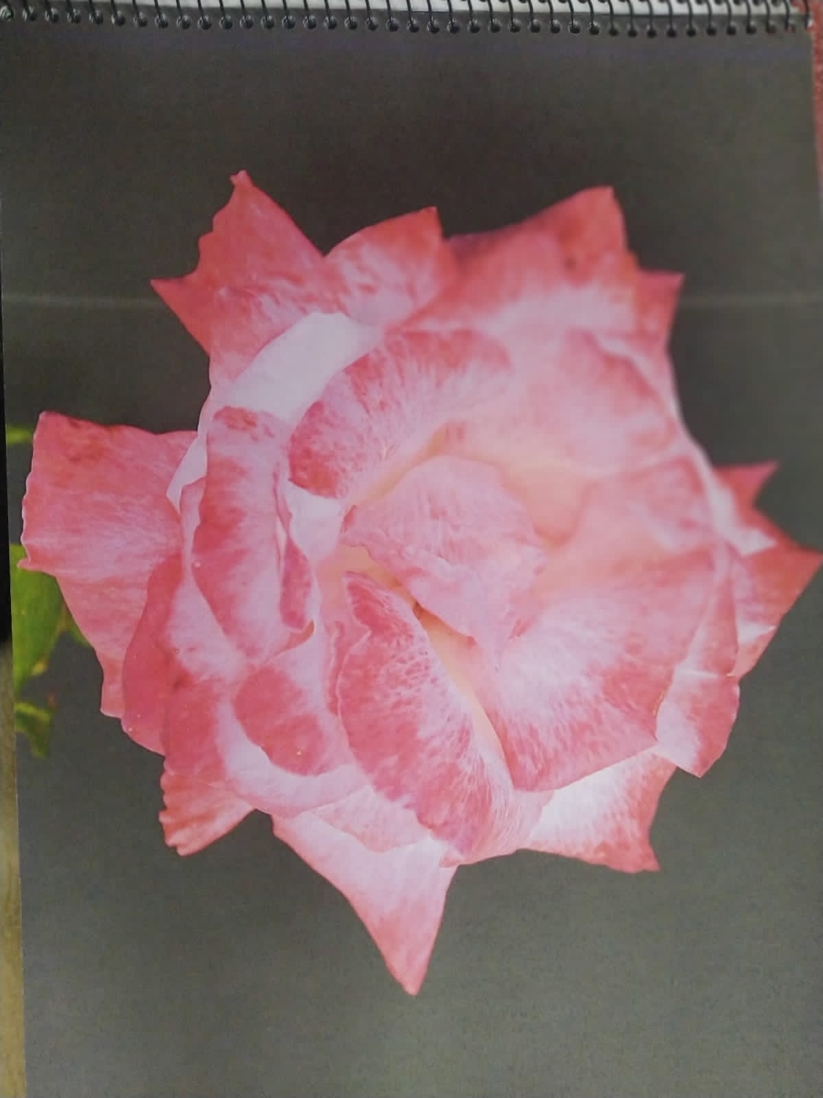 foto-portflores