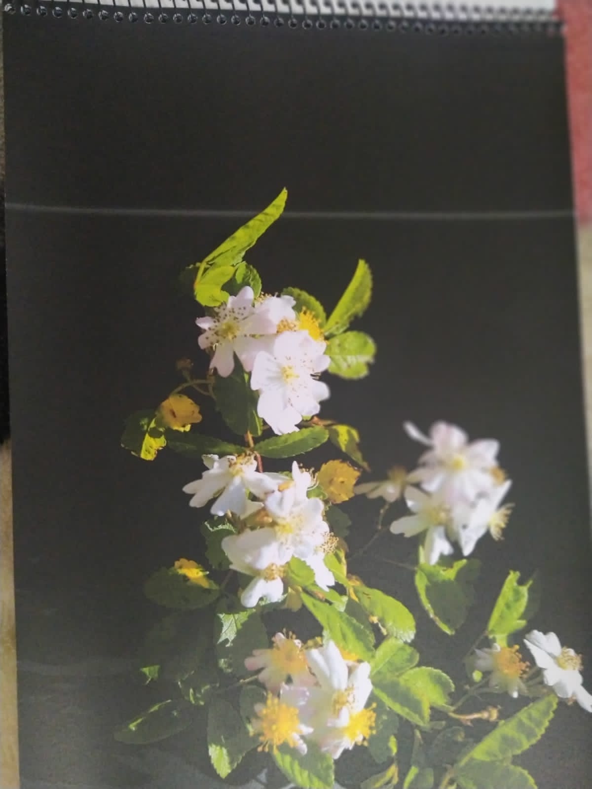 foto-portflores