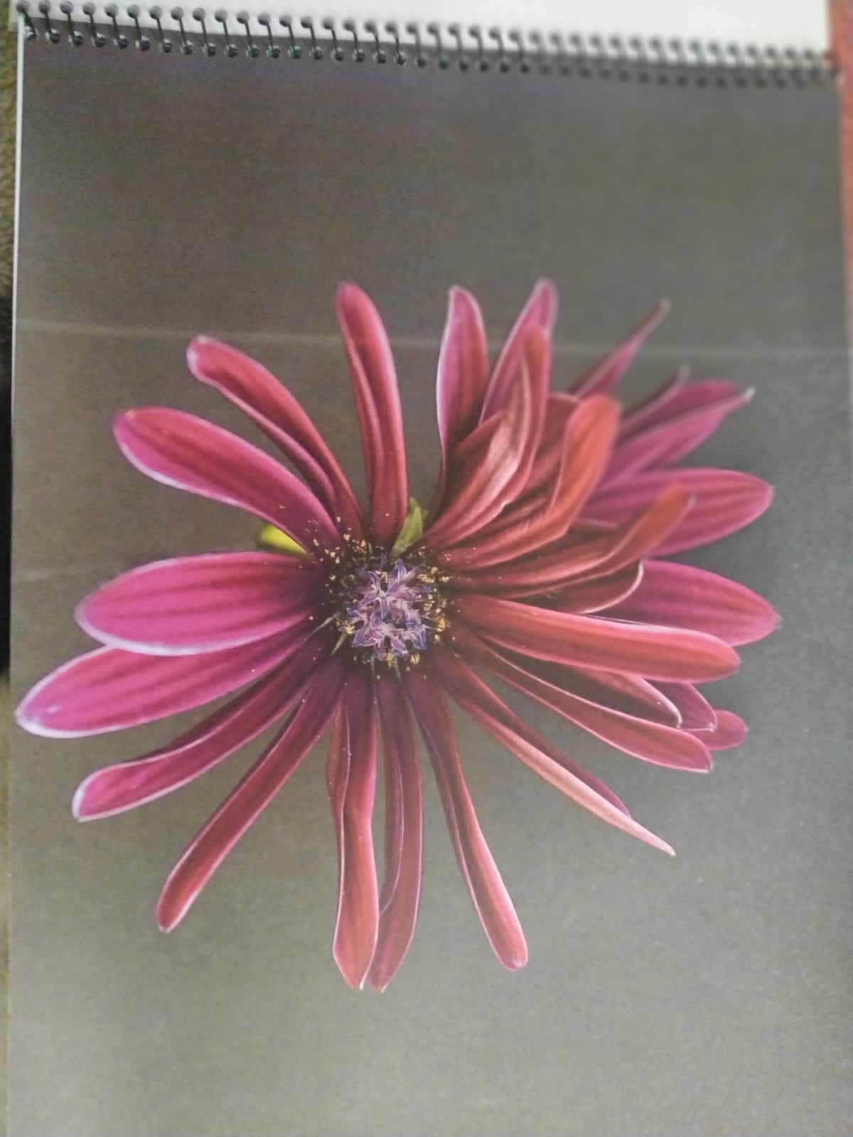 foto-portflores