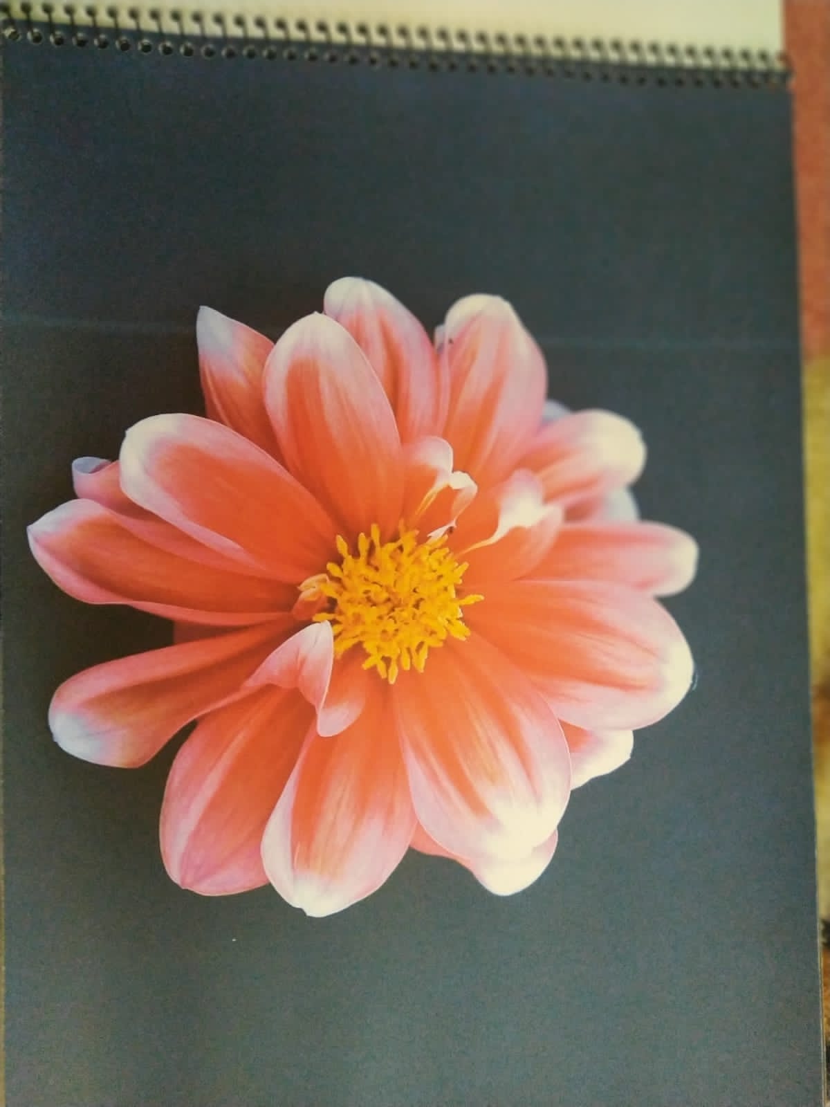 foto-portflores