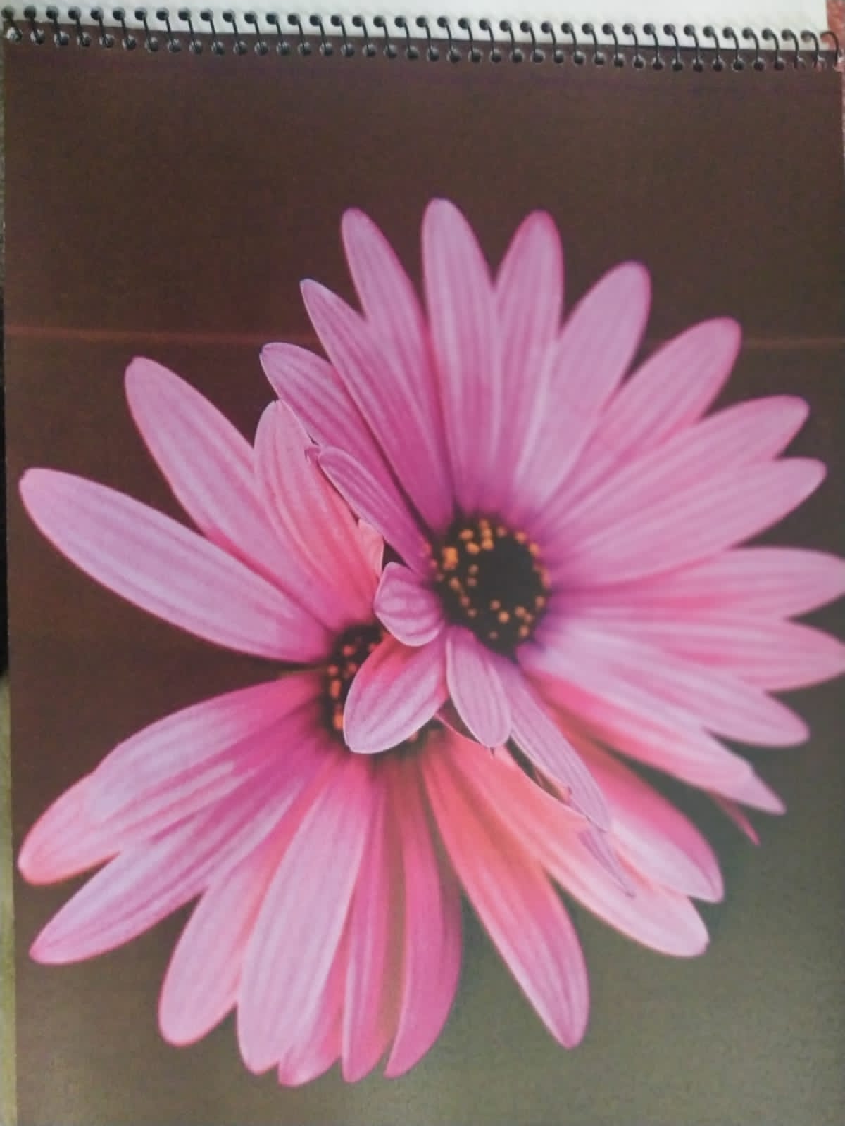 foto-portflores