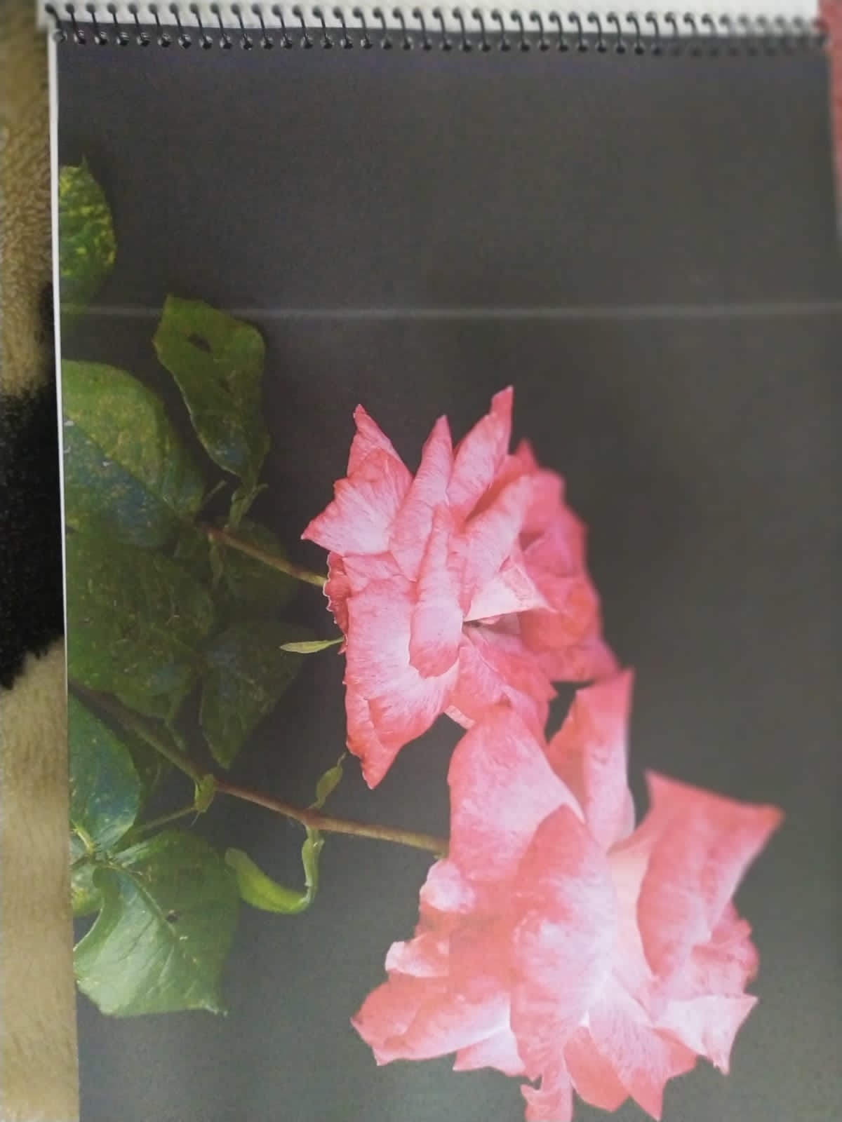 foto-portflores